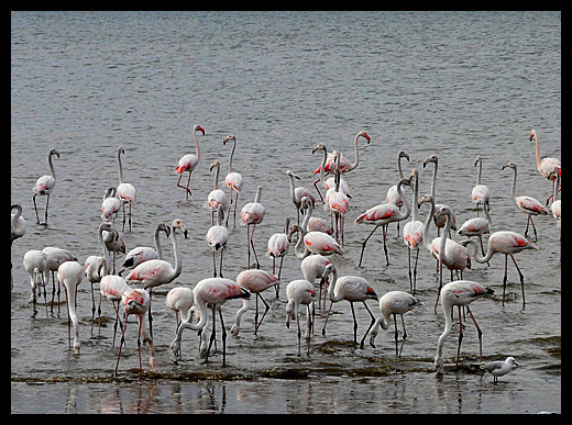 flamants roses